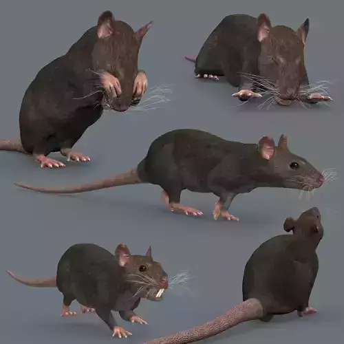 Top Rat - 8k - 3d animated mouse