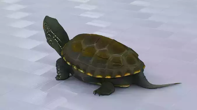 Chinese Striped-neck Turtle