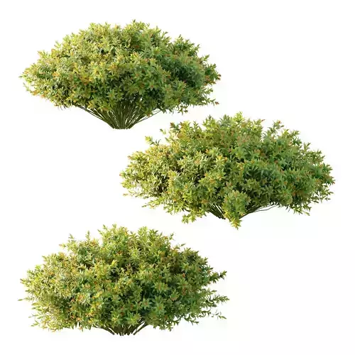 Spirea Japanese Bushes 01