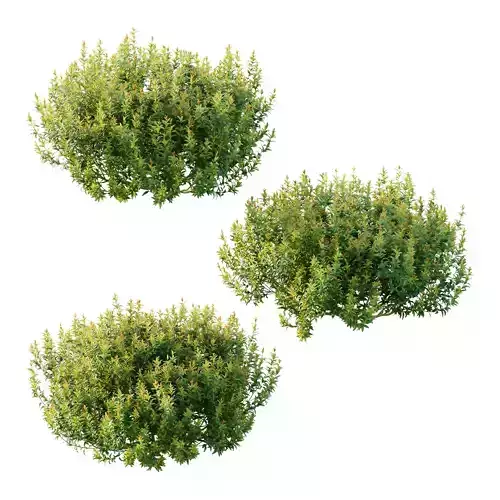 Spirea Japanese Bushes 02