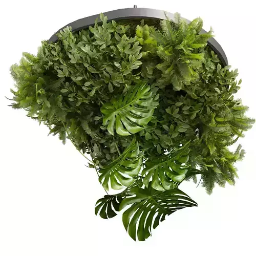 Collection plant vol 747 - Hanging - Ampelous - Fern - bush