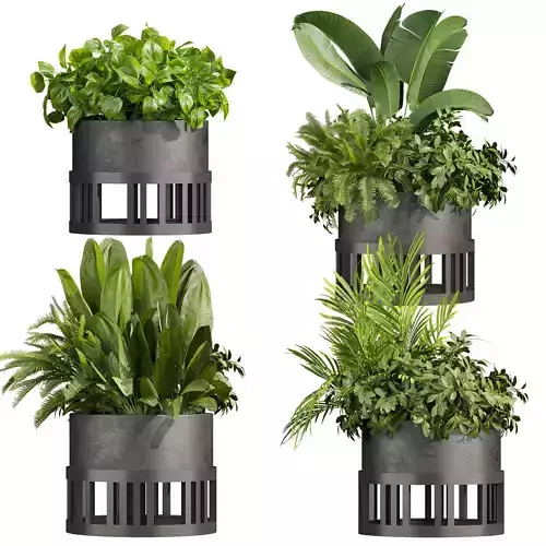 plant vol 751 - pothos - banana - bush