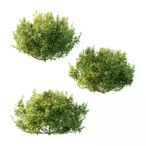 Spirea Japanese Bushes 03