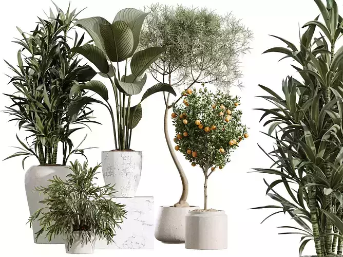AV Indoor Plants Set 423 Orange Calathea Ficus Palm Lemon