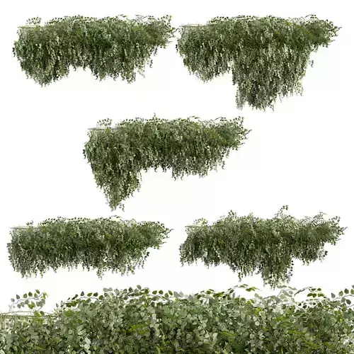 plant vol 754 - creeper - bush - ivy