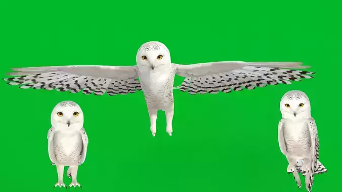 Snowy Owl