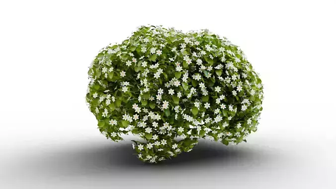 Bacopa Flower PBR 3D Plant