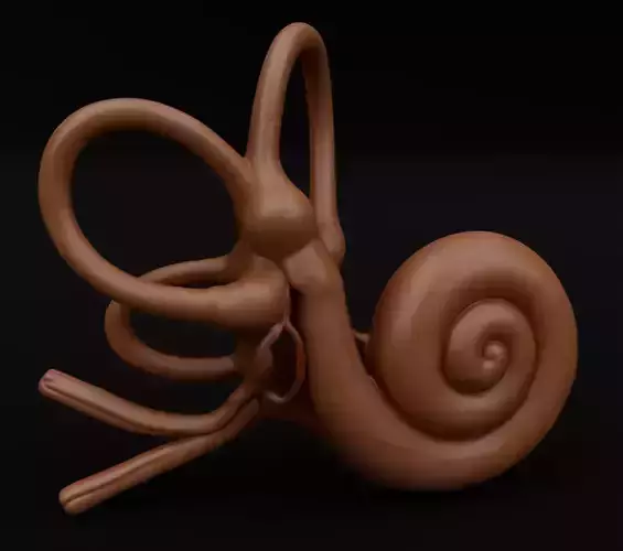 Human Inner Ear Realistic Anatomic Organ 3D model for 3D print