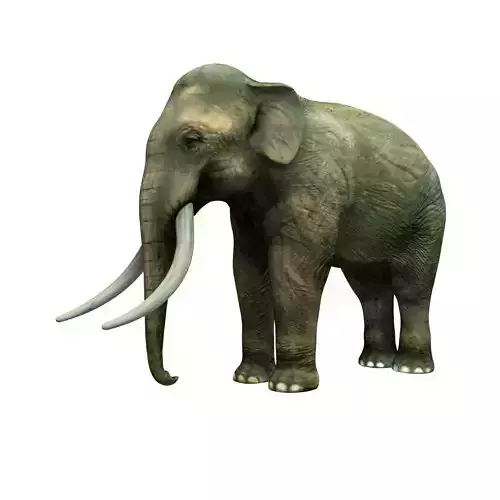 Indian elephant
