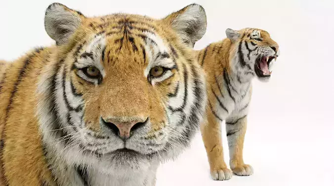 Tiger Rigged Animated 