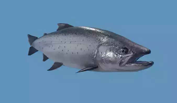 Salmon Fish - Peixe Salmao