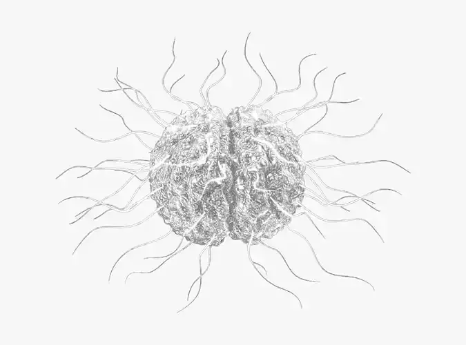 Neisseria Gonorrhoeae Bacteria