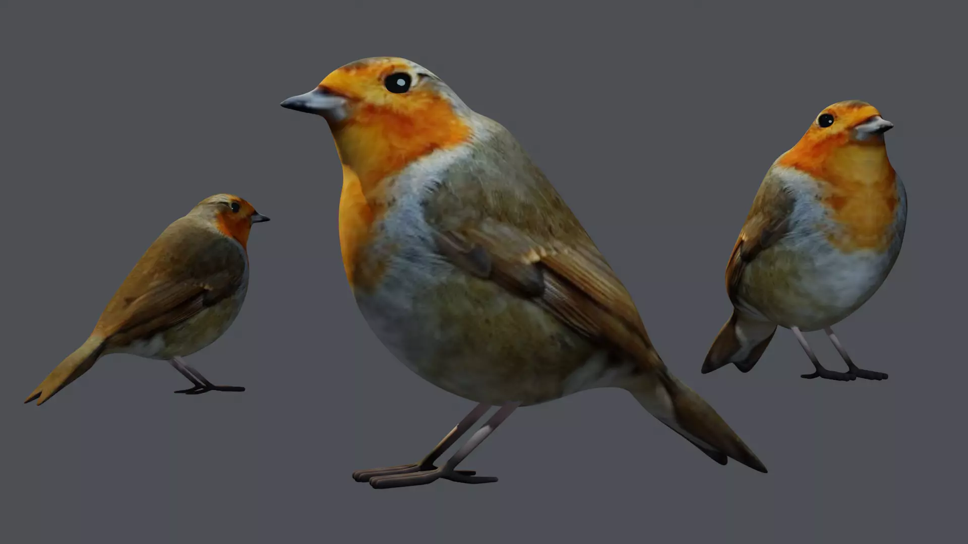 Robin simple Low bird 3D model
