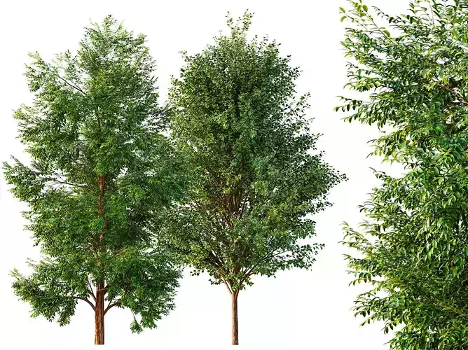 AV Black locust and Canadian Poplar 2 Trees