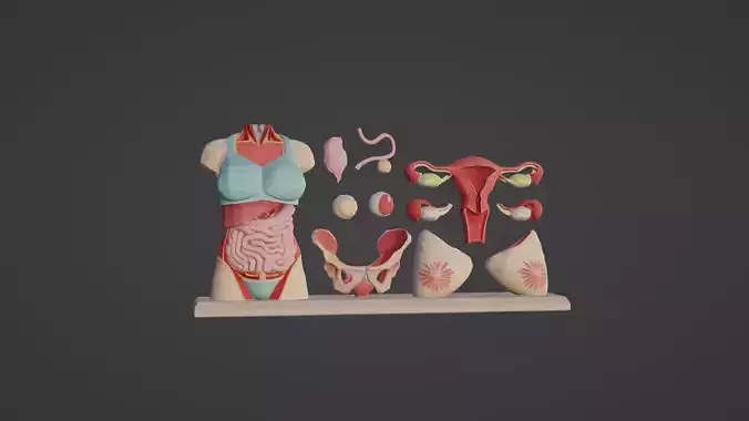 Low Poly Female Anatomy Torso Kit Educational Organs Set