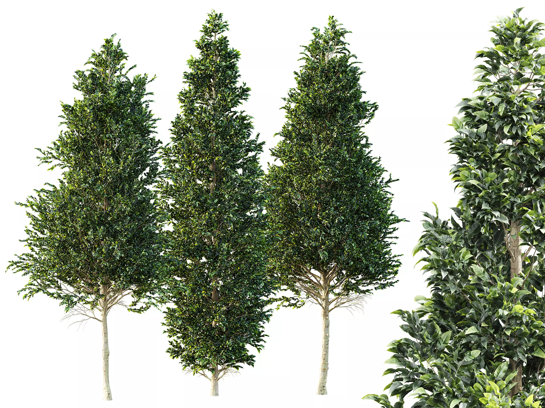 AV Carpinus Betulus 3 trees 3D model