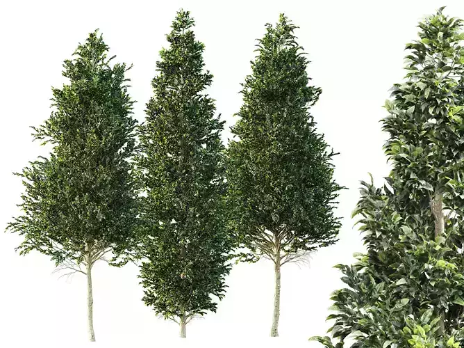 AV Carpinus Betulus 3 trees