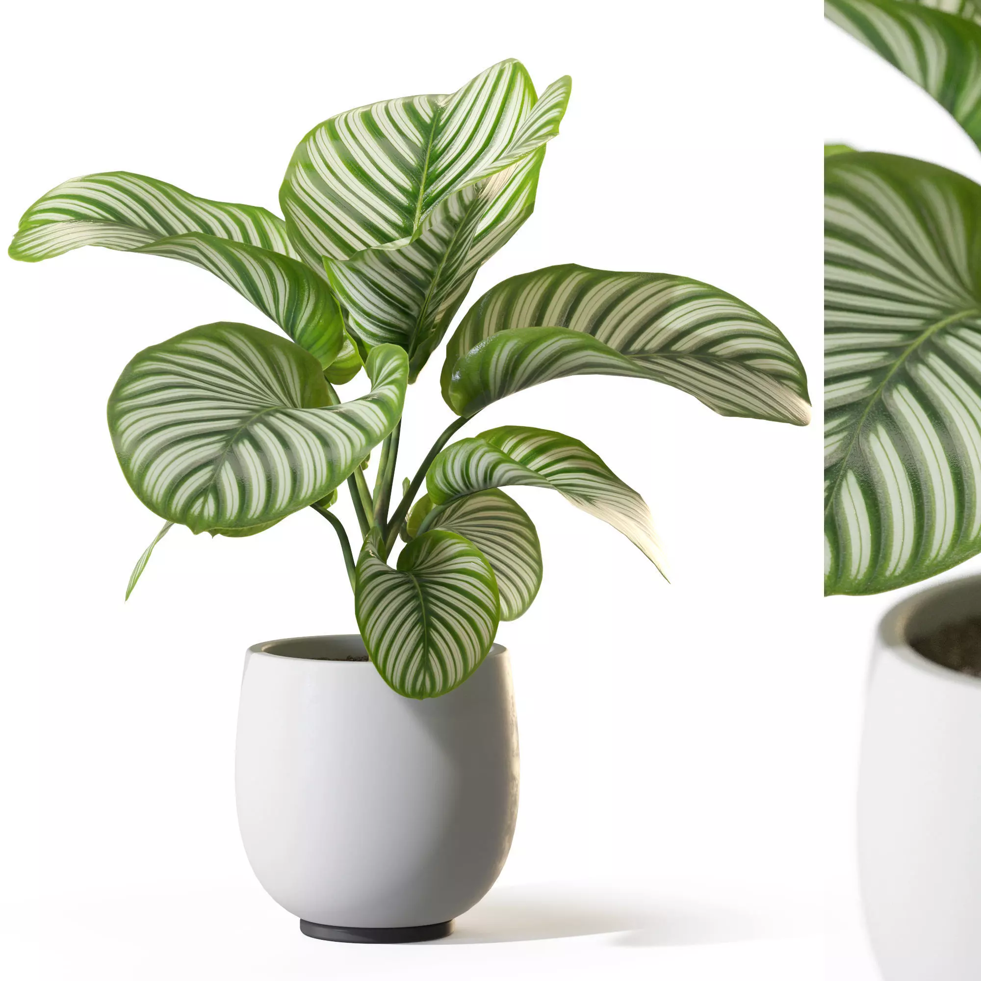 Plant 1305 3D model