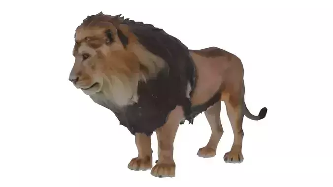 Lion Mammal