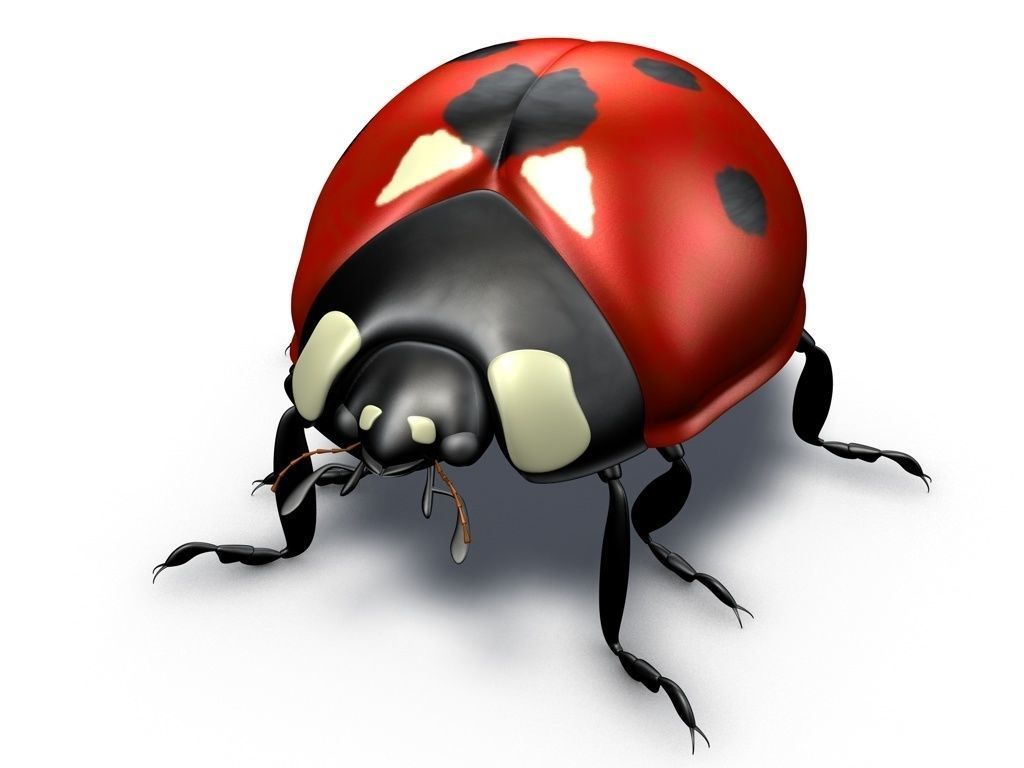 Ladybug 3d. Слон и божья коровка. Божья коровка 3д. Ladybug 3d. Ladybug 3d.