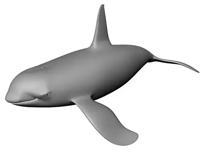 Orca 3D Model whale