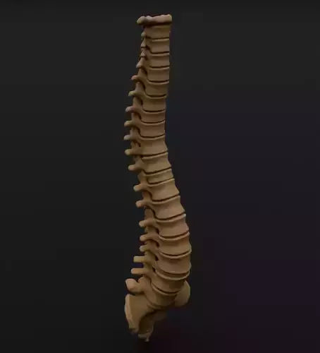 Human Spine Anatomic and Realistic 3D model