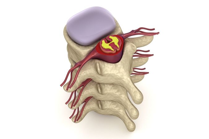 Human spine in details Low-poly 3D model