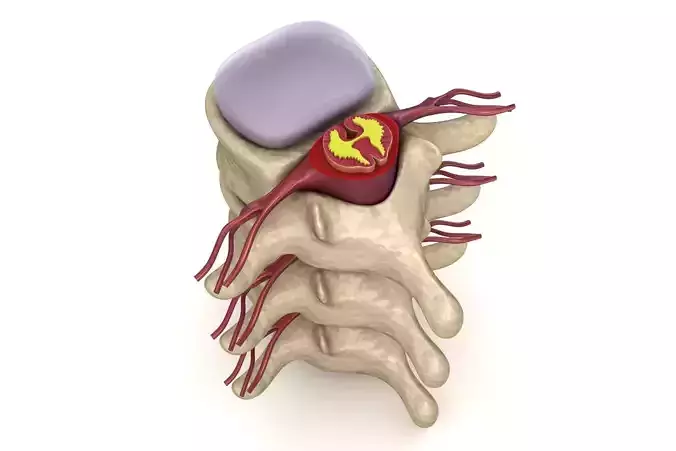 Human spine in details Low-poly 3D model