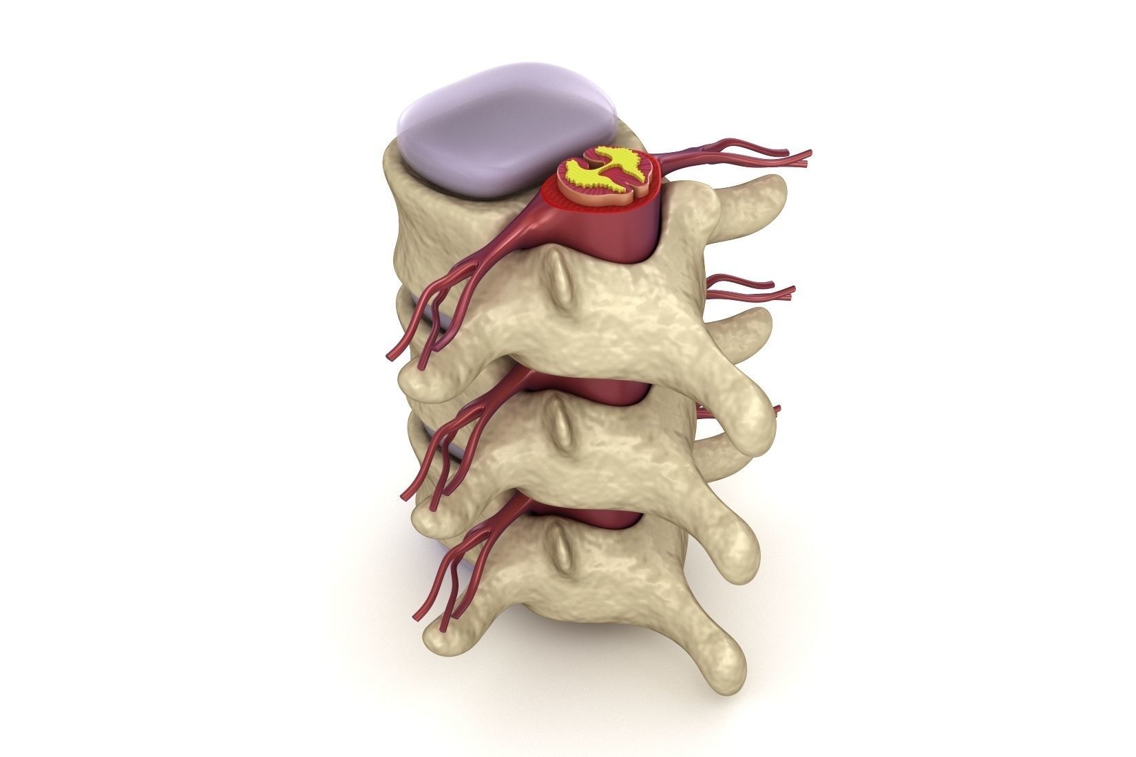 Human spine in details Low-poly 3D model_1