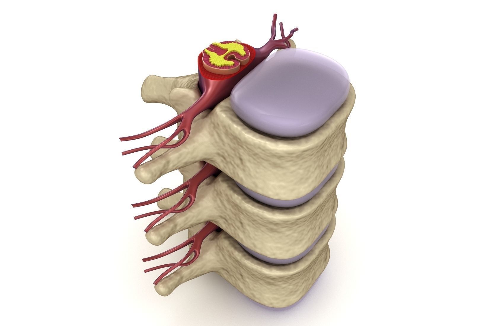 Human spine in details Low-poly 3D model_3