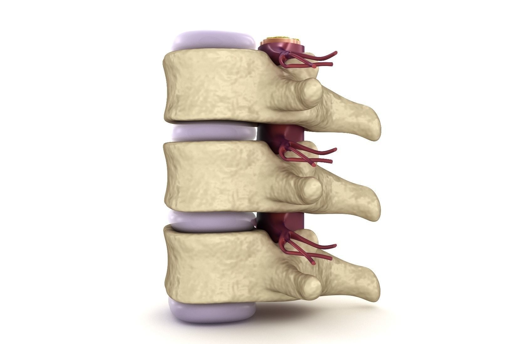 Human spine in details Low-poly 3D model_2