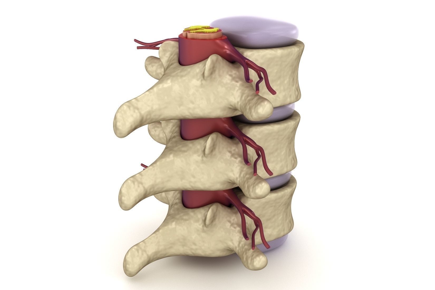 Human spine in details Low-poly 3D model_4