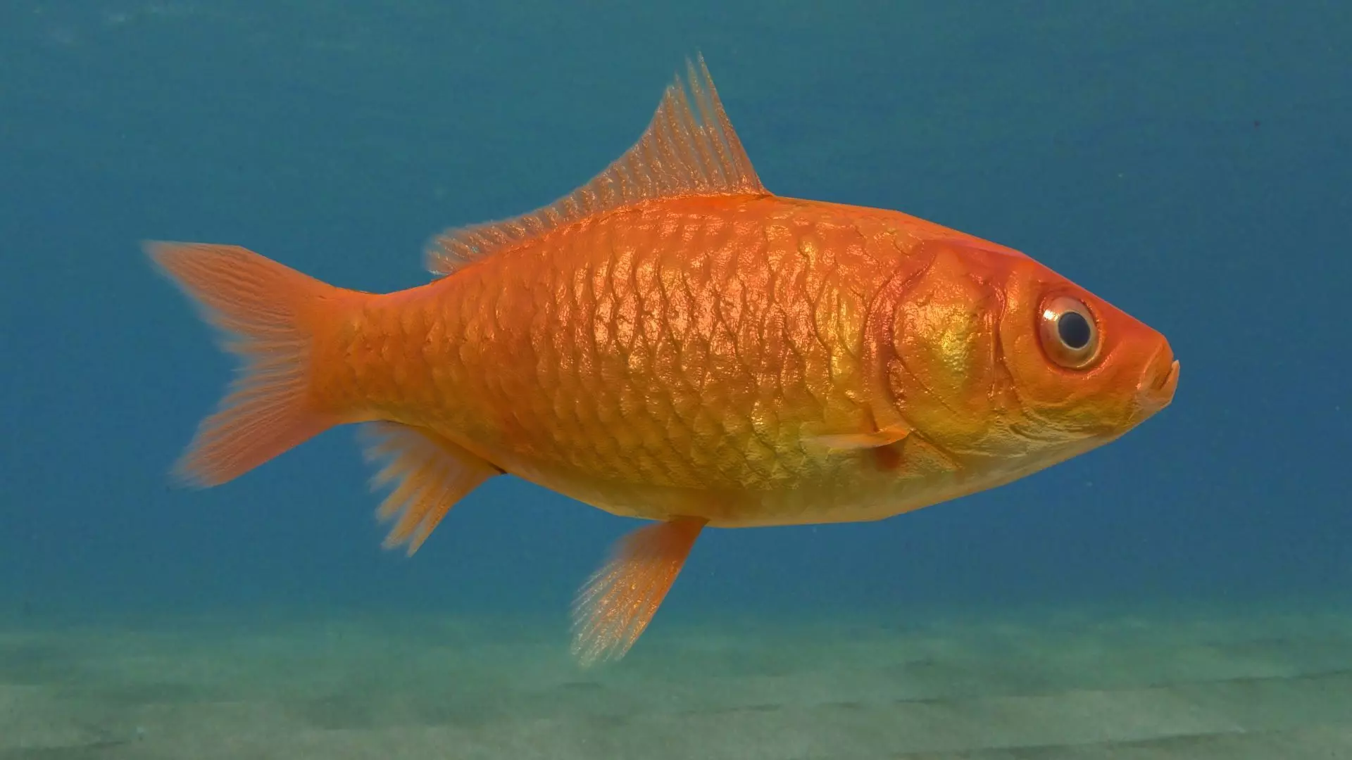 Animated goldfish Low-poly 3D model