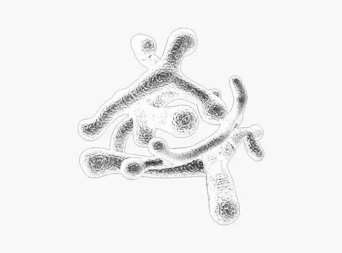 Bifidobacterium Longum Bacteria