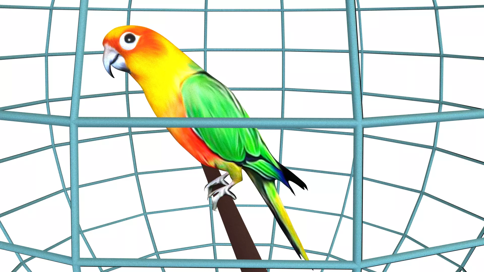 Parrot Sun conure in cage model simple low 3D model
