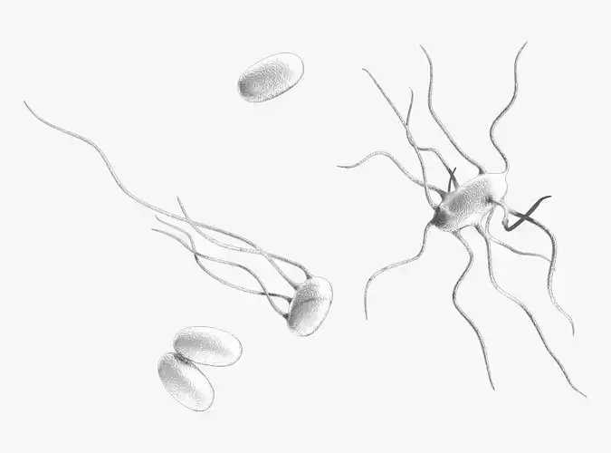 Typhoid Fever Bacterial Disease