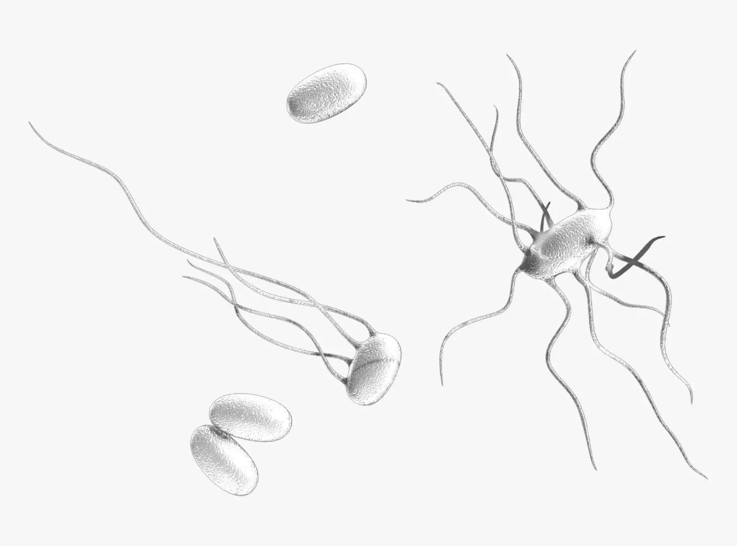 Typhoid Fever Bacterial Disease 3D model