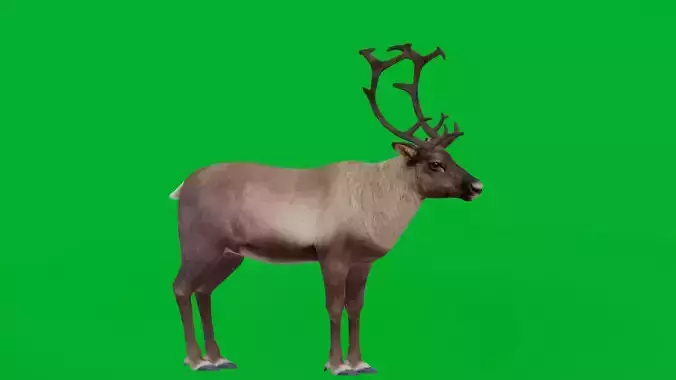 Reindeer