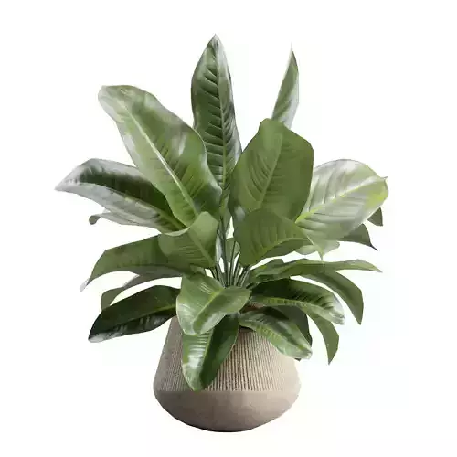 Amoena Reyna in Concrete Planter