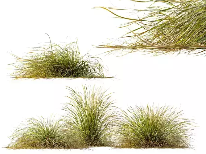 AV Stipa arundinacea Anemanthele lessoniana grasses