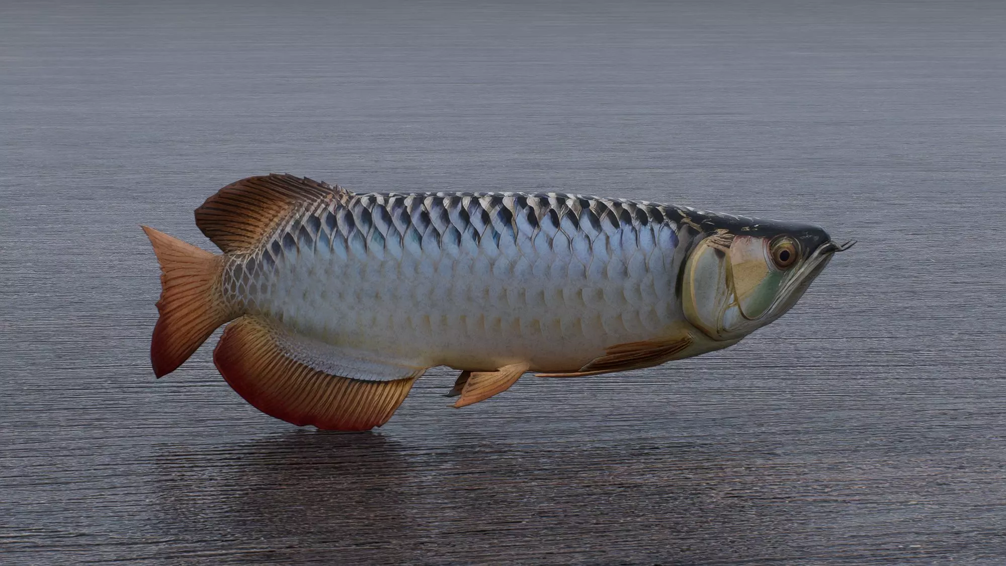 Arowana Fish Low-poly 3D model