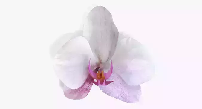 -Orchid Bloom-