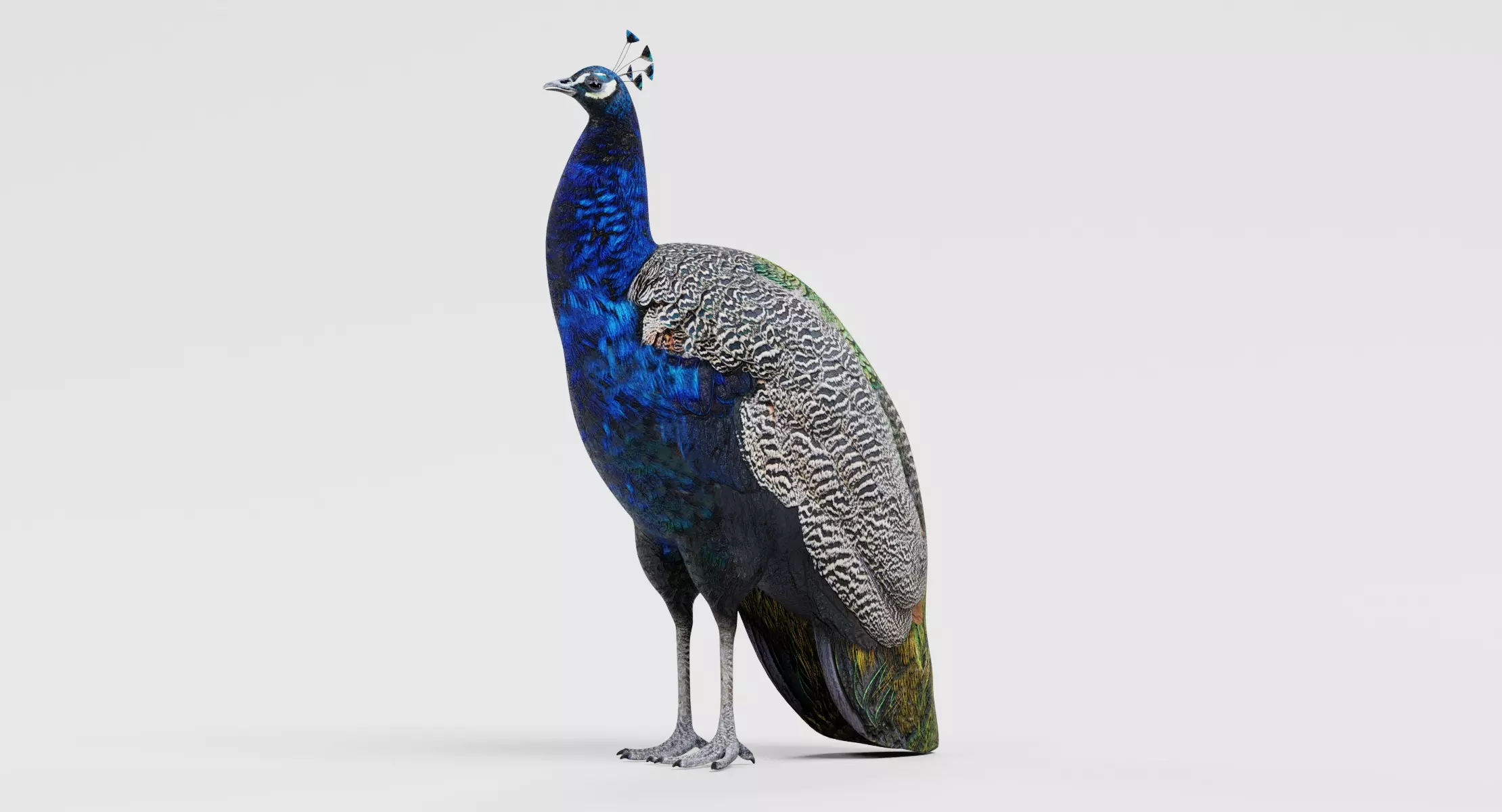 Indian Peafowl - Standing Male Peacock Pavo Cristatus 3D model