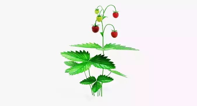 -Wild Strawberry Plant-