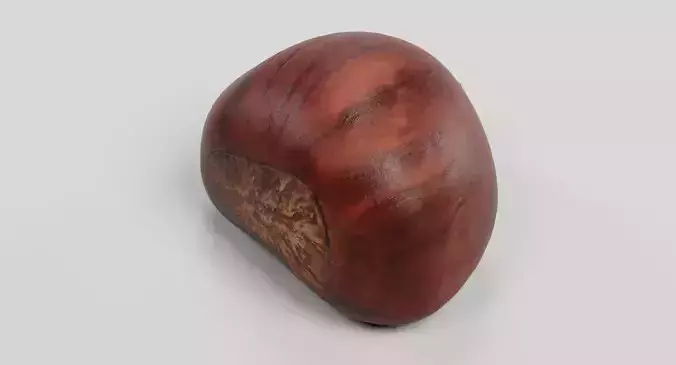 Sweet Chestnut - Edible Brown Nut 3D model 3