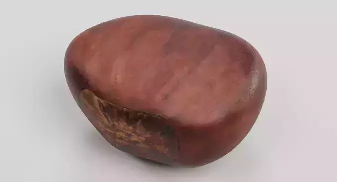 Sweet Chestnut - Edible Brown Nut 3D model 5