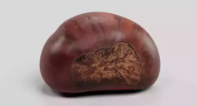 Sweet Chestnut - Edible Brown Nut 3D model 4