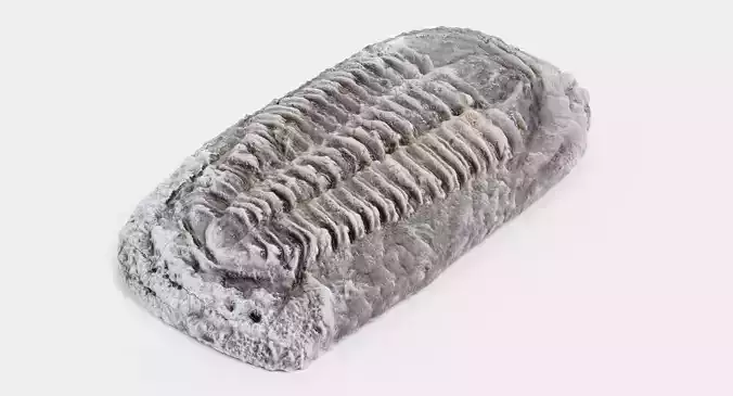 -Trilobite Fossil V1-