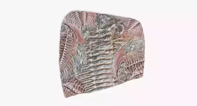 -Trilobite Fossil V3-