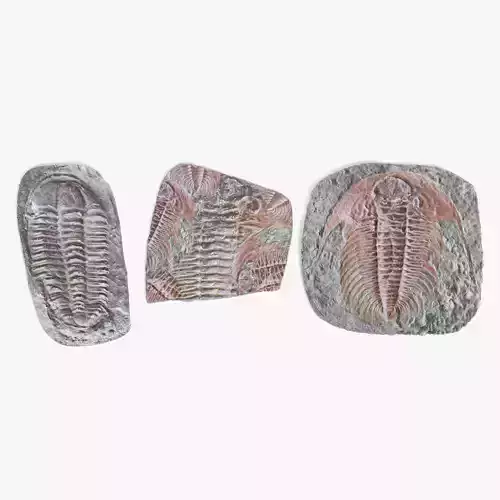 -Trilobite Fossils-